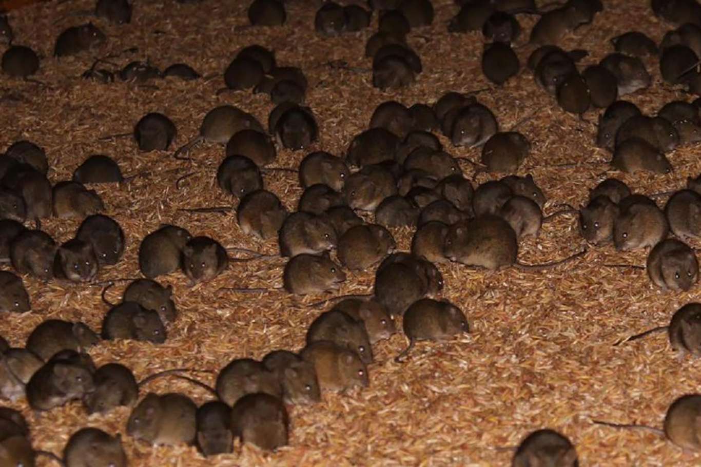 Avustralya'nın Yeni Güney Galler eyaletinde fare istilası